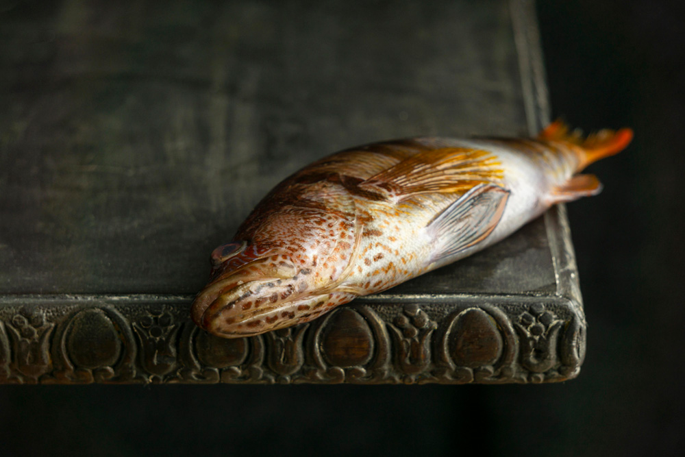 Die heilige Johanna der Zierfische